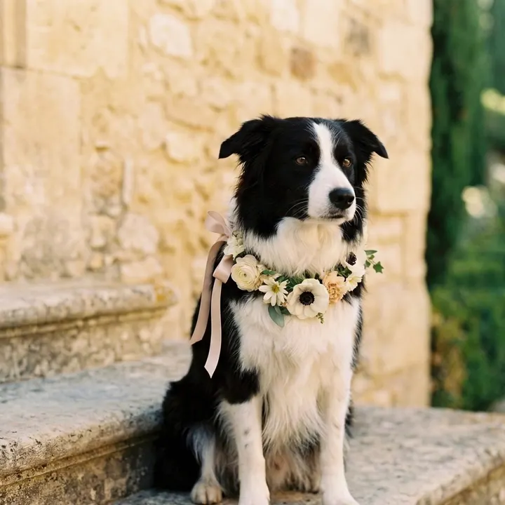 L'amour inconditionnel. Pour le mariage d'Elena et Marti, même leur compagnon à quatre pattes a eu dro
